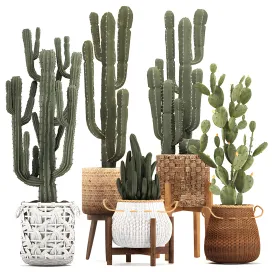 Collection of plants 3